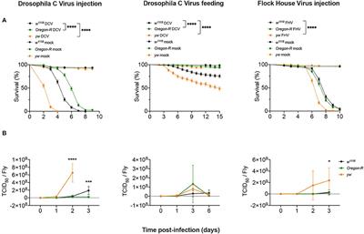 Viral Infection and Stress Affect Protein Levels of Dicer 2 and Argonaute 2 in Drosophila melanogaster